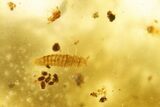 Polished Colombian Copal ( g) - Contains Flies and Ants! #355432-1